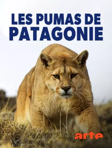 LES PUMAS DE PATAGONIE